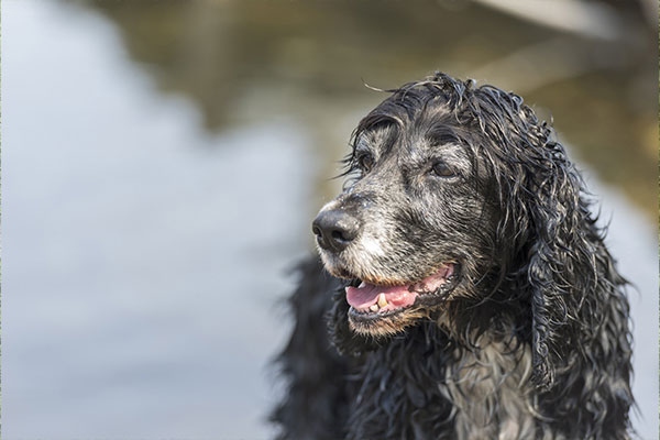 yaşlı köpeklerde beslenme