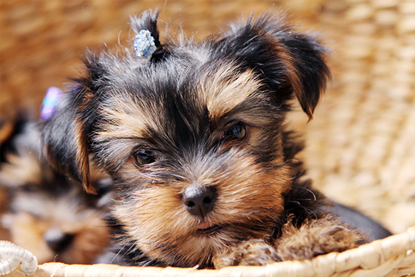 Yorkipoo 