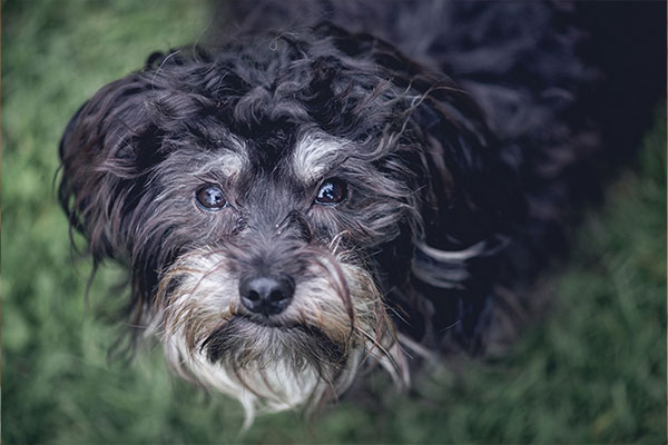 Yorkipoo köpek ırkı