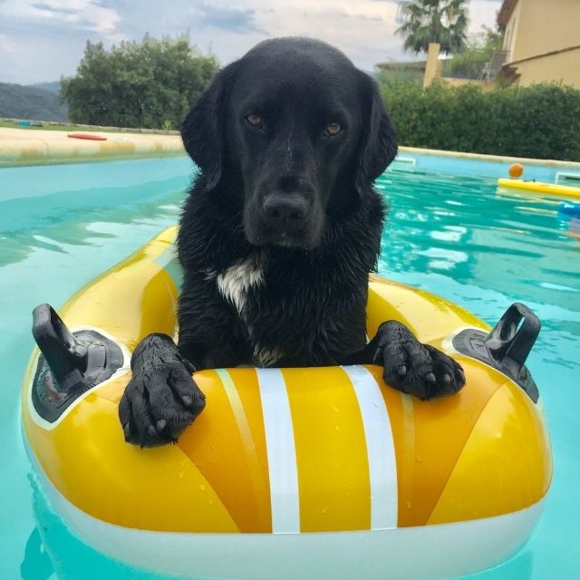 yüzen köpek