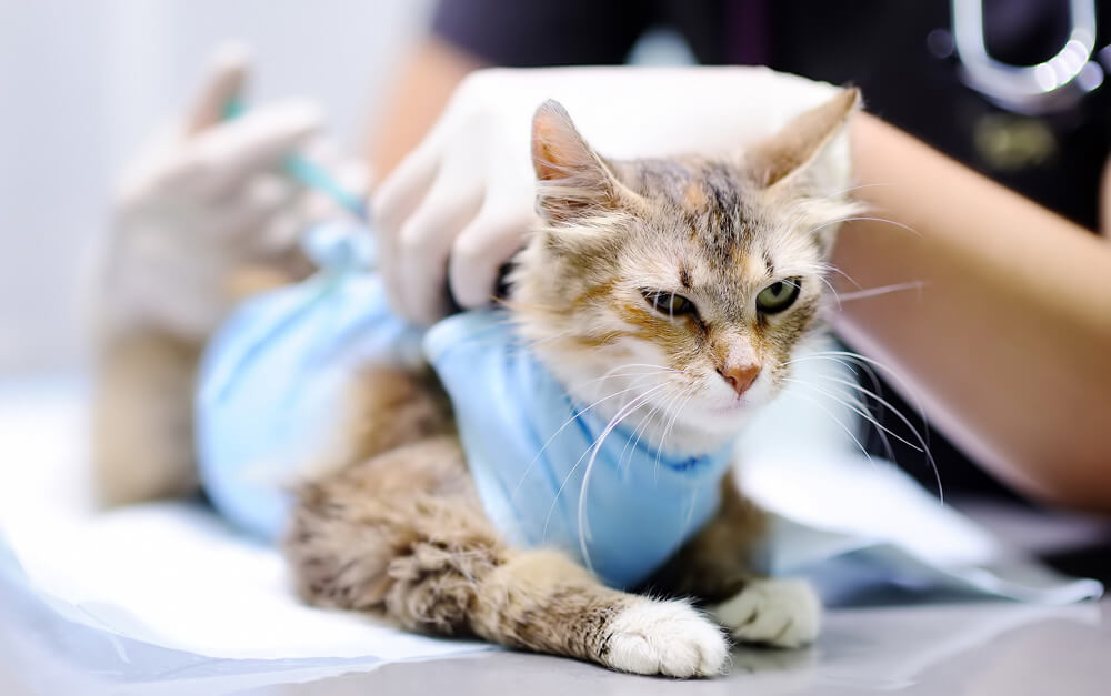 kedi aşı takvimi pet ihtiyac