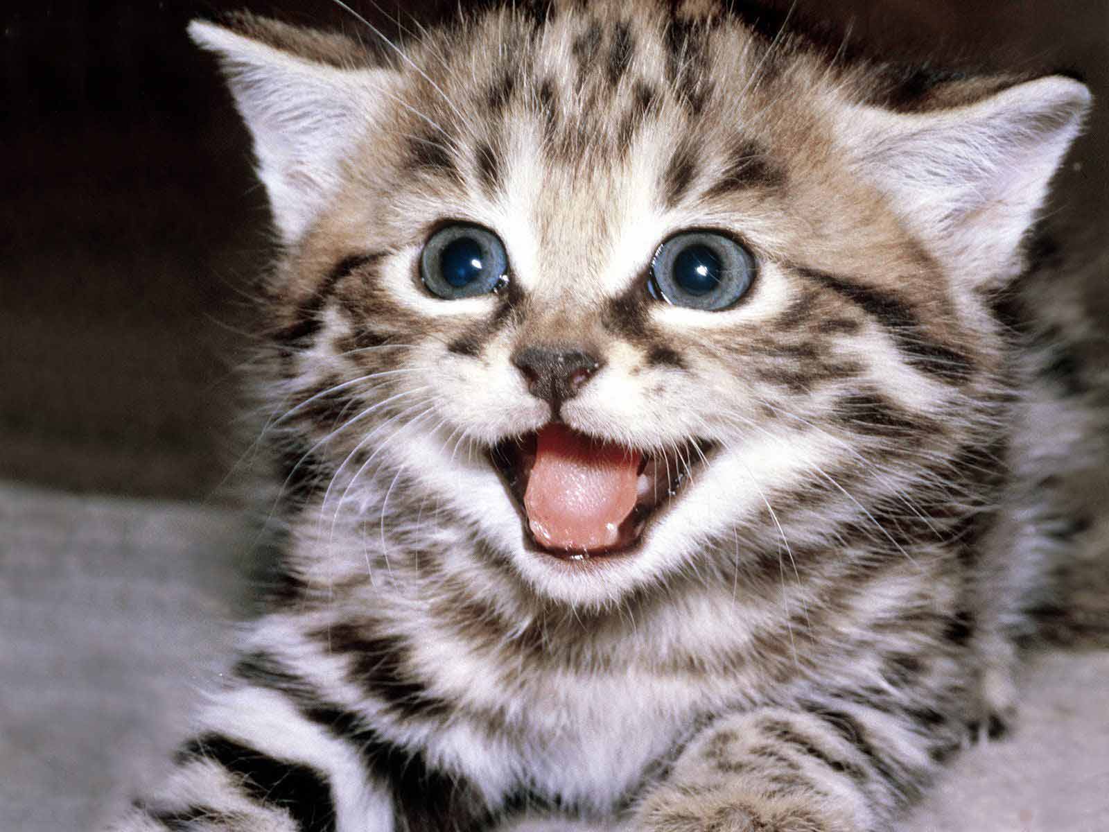 mutlu kedi nasıl anlaşılır