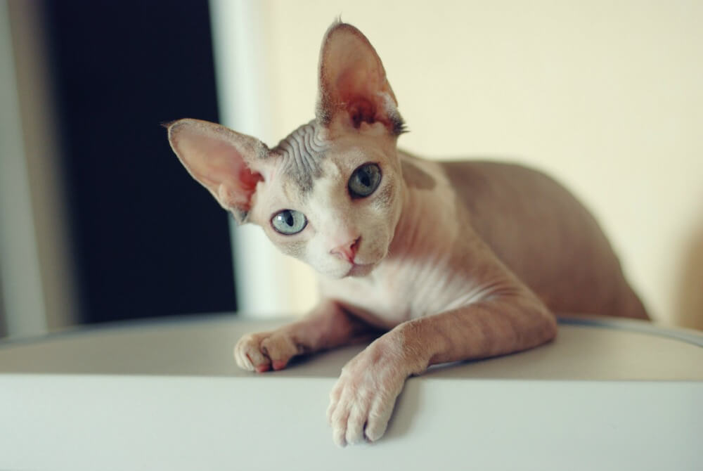 tüysüz kedi sfenks kedisi bakımı ve özellikleri
