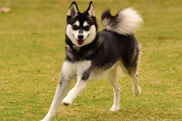 Alaskan Klee Kai Köpek Irkı Özellikleri, Bakımı ve Eğitim İpuçları