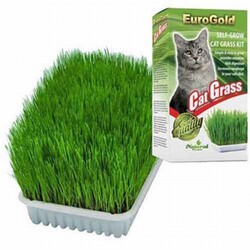 EuroGold - EuroGold Cat Grass Kedi Çimi 