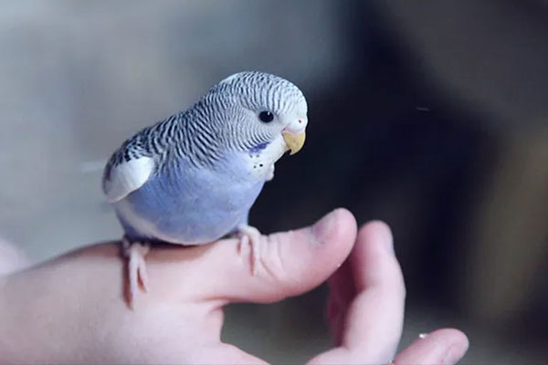 Evde Kuş Bakımı ve Beslenmesi Hakkında Bilinmesi Gerekenler