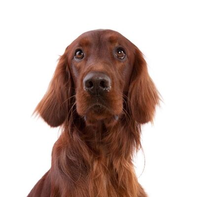 İrlanda Setter (İrish Setter) Köpek Irkı Özellikleri ve Bakımı