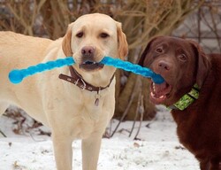 Kong Safestix Termoplastik Köpek Oyuncağı Large 69 Cm - Thumbnail