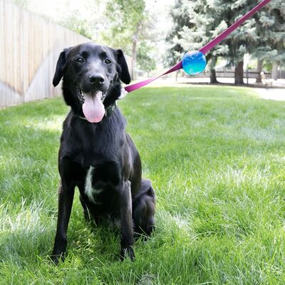 Kong TagAlong Gezdirme Kayışına Asılabilir Top Köpek Oyuncağı Medium