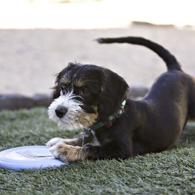 Kong Puppy Kauçuk Frizbi Yavru Köpek Oyuncağı