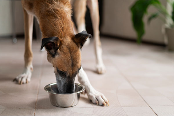 Köpeğiniz Yaşlandıkça Beslenme Düzeni Nasıl Değişmeli? 10 İpucu