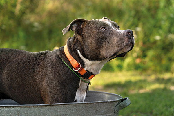 Köpek Dünyasının Cesur Yüreği: Amerikan Bulldog Özellikleri