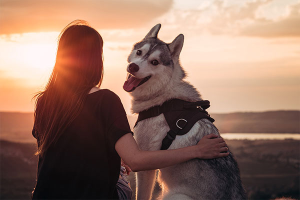 Köpekler ve İnsanlar Arasındaki Dil Bağı: Kaç Kelime Bilebilirler?