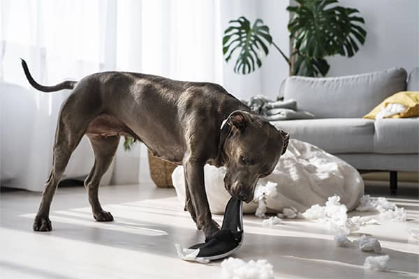 Köpeklerde Davranış Problemleri ve Çözümleri