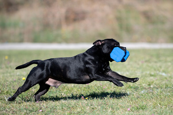 Köpeklerde Egzersiz İhtiyacı ve Evde Yapılabilecek Aktiviteler