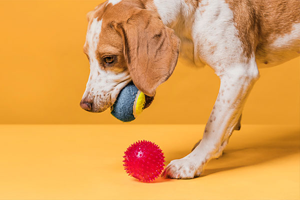 Köpeklerin Oyuncak Getirme Alışkanlığının Arkasındaki Gerçekler