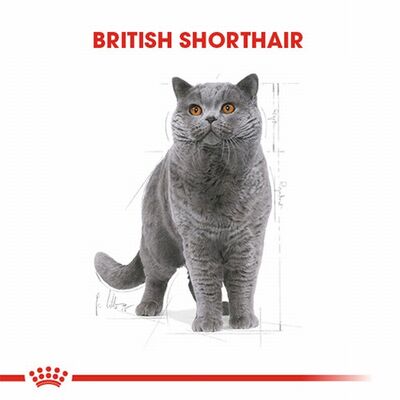 Royal Canin British Shorthair Adult Pouch Yetişkin Kedi Konservesi 85 Gr 