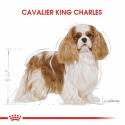 Royal Canin Cavalier King Charles Adult Yetişkin Köpek Maması 1,5 Kg - Thumbnail