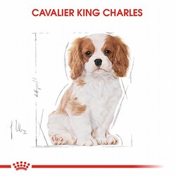 Royal Canin Cavalier King Charles Puppy Yavru Köpek Maması 1,5 Kg - Thumbnail