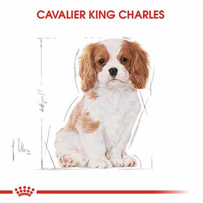 Royal Canin Cavalier King Charles Puppy Yavru Köpek Maması 1,5 Kg 