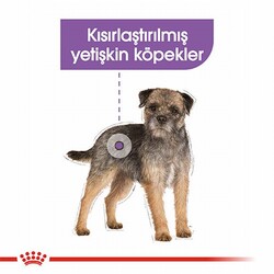 Royal Canin Ccn Mini Sterilised Küçük Irk Kısırlaştırılmış Köpek Maması 3 Kg - Thumbnail