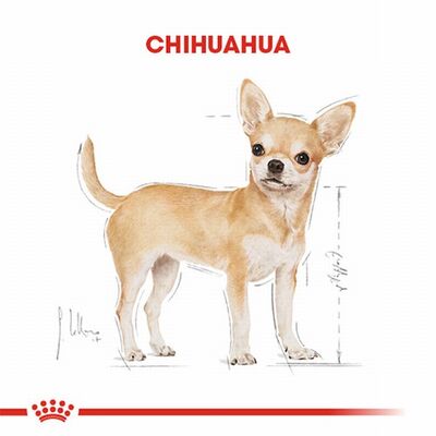 Royal Canin Chihuahua Adult Yetişkin Köpek Maması 1,5 Kg 