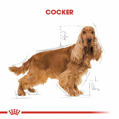 Royal Canin Cocker Spaniel Adult Yetişkin Köpek Maması 3 Kg 