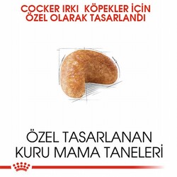 Royal Canin Cocker Spaniel Adult Yetişkin Köpek Maması 3 Kg - Thumbnail