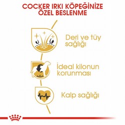 Royal Canin Cocker Spaniel Adult Yetişkin Köpek Maması 3 Kg - Thumbnail