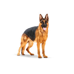 Royal Canin Maxi Adult Büyük Irk Yetişkin Köpek Maması 15 Kg - Thumbnail