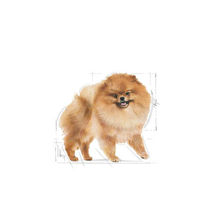 Royal Canin Pomeranian Loaf Gravy Pouch Yetişkin Köpek Konservesi 6 Adet 85 Gr 