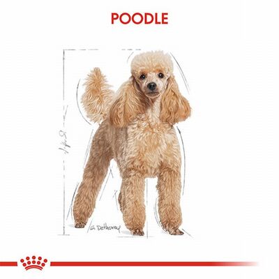 Royal Canin Poodle Adult Yetişkin Köpek Maması 3 Kg 