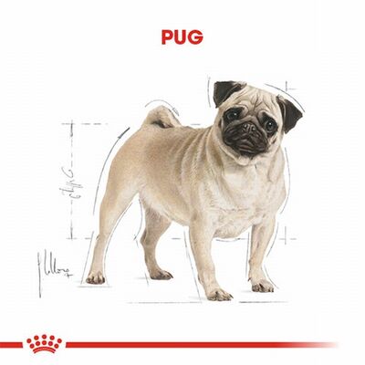 Royal Canin Pug Adult Yetişkin Köpek Maması 1,5 Kg 