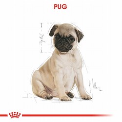 Royal Canin Pug Puppy Yavru Köpek Maması 1,5 Kg - Thumbnail