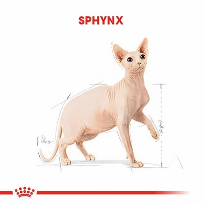 Royal Canin Sphynx Adult Yetişkin Kedi Maması 2 Kg 