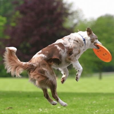 Trixie Agility Eğitim Frizbi Köpek Oyuncağı 23 Cm