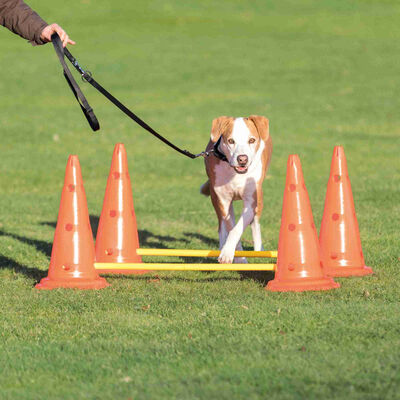 Trixie Agility Köpek Eğitim Oyuncağı 2'li 30x50x100 Cm