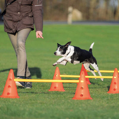 Trixie Agility Köpek Eğitim Oyuncağı 3'lü 23x30x78 Cm