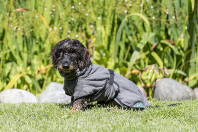 Trixie Havlu Köpek Bornozu XS 30 Cm Gri