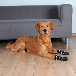 Trixie Kaymaz Tabanlı Köpek Çorabı 2 Adet L-XL - Thumbnail