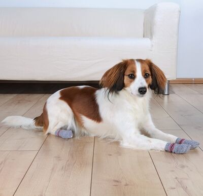 Trixie Kaymaz Tabanlı Köpek Çorabı 2 Adet S-M Border Collie