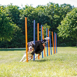 Trixie Agility Köpek Eğitim Direkleri 13x110 Cm 12'li - Thumbnail