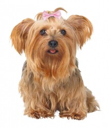 Trixie - Trixie Köpek Saç Tokası 4-5,5 Cm 10'lu