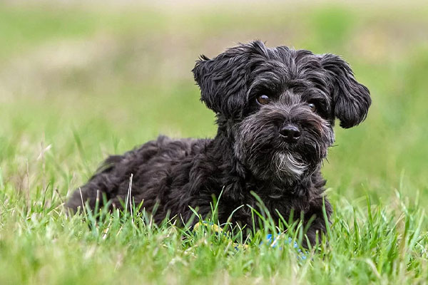 Yorkipoo Köpek Irkı Özellikleri ve Bakımı Hakkında Her Şey